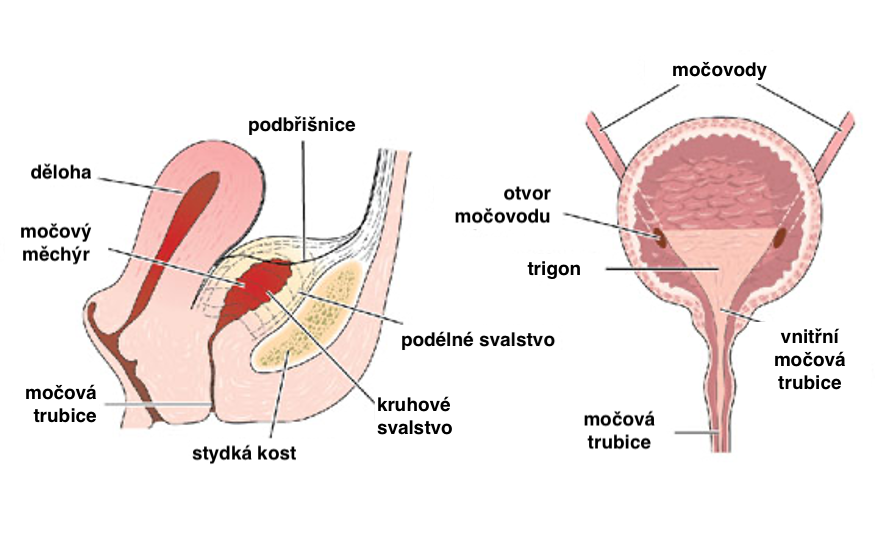 bolest močového měchýře